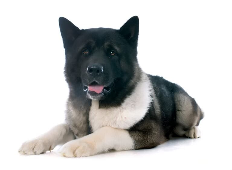 American akita