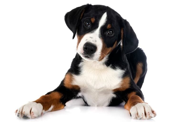 Appenzeller sennenhund