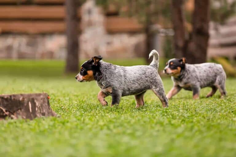 Australian cattle dog