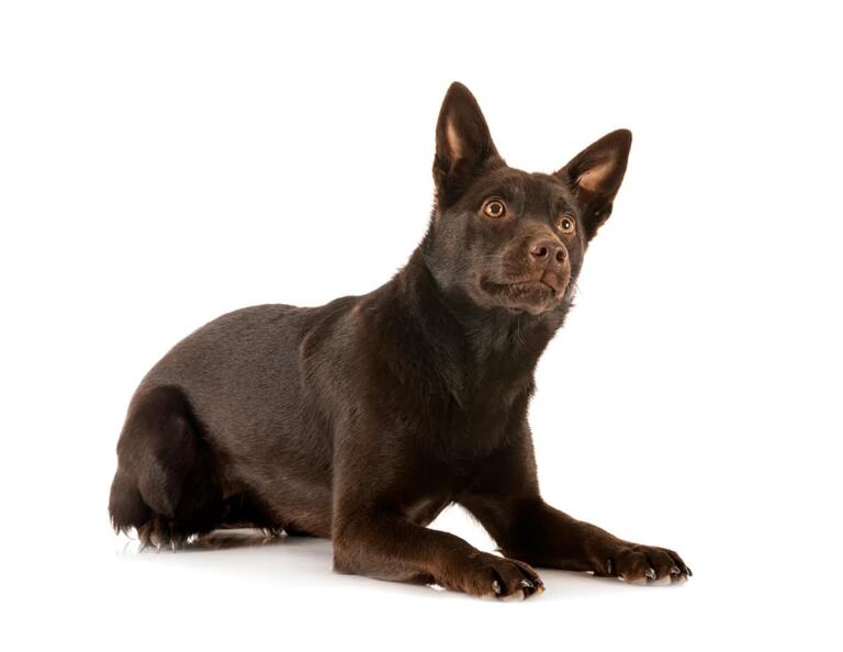 Australian kelpie