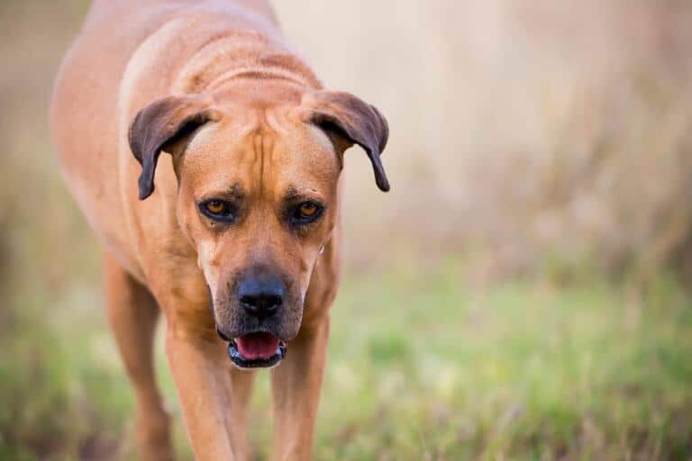 Boerboel