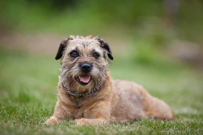 Border terrier