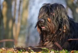Zdrowie rasy psa cane da pastore bergamasco: wszystko, co powinieneś wiedzieć