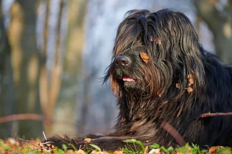 Cane da pastore bergamasco