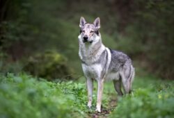 Československý vlčiák: Historia, cechy charakterystyczne i popularność jako rasa psów