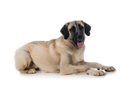 Anatolijski pies pasterski: historia, cechy i rola w hodowli