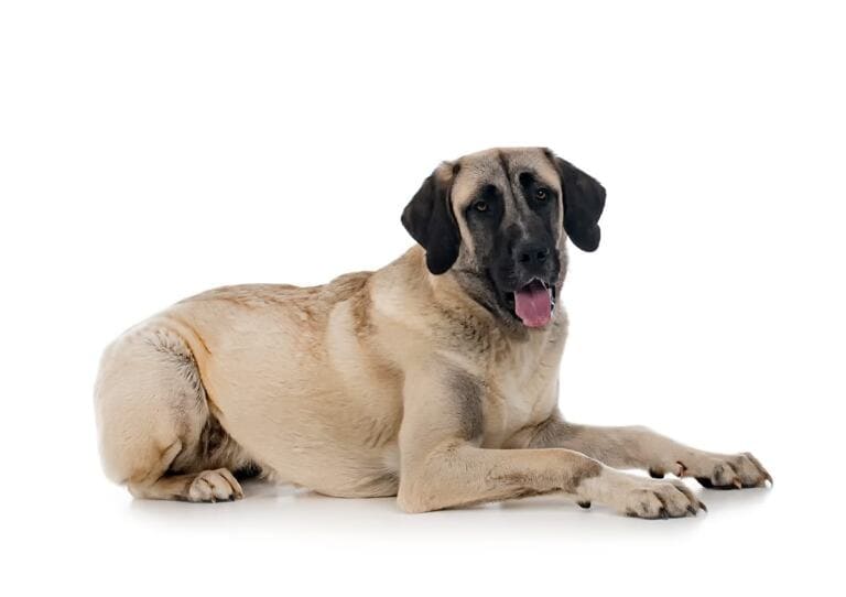 Kangal