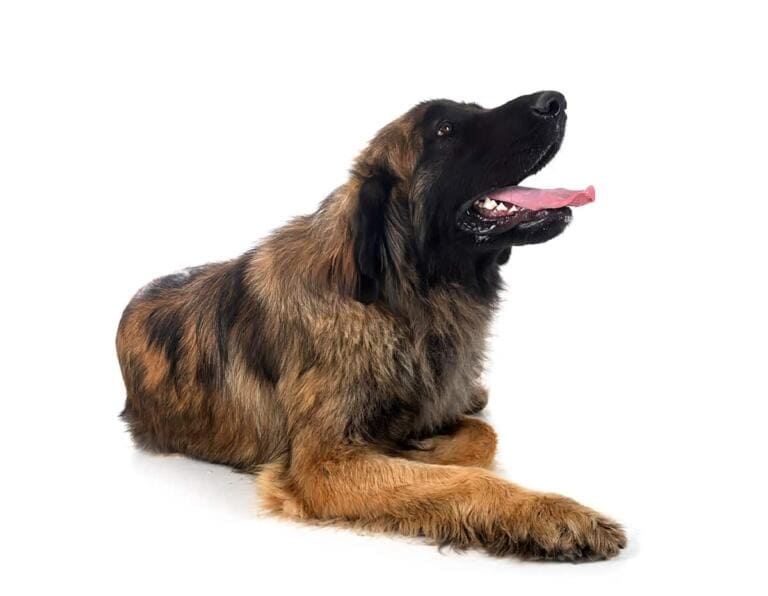 Leonberger