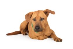 Pielęgnacja rhodesian ridgeback: jak dbać wygląd tego pięknego psa