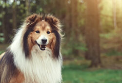 Owczarek szetlandzki: kluczowe informacje dotyczące zdrowia tej uroczej rasy