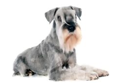 Sznaucer średni: jak dbać o zdrowie tej rasy psów