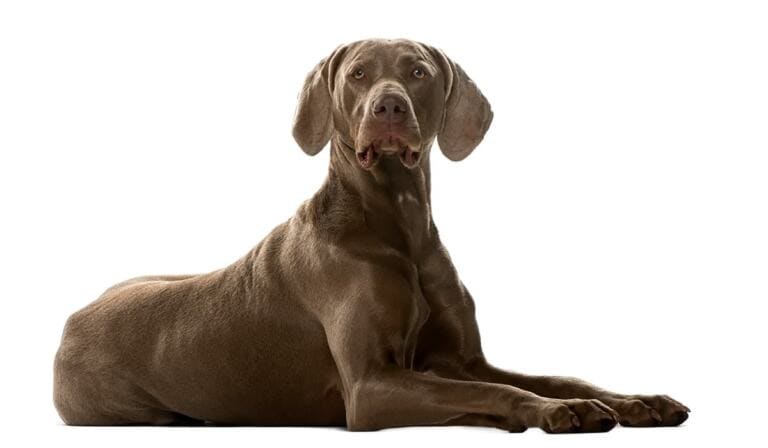 Weimaraner