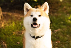 Zakorzenione w historii: Fascynująca historia rasy psa Akita