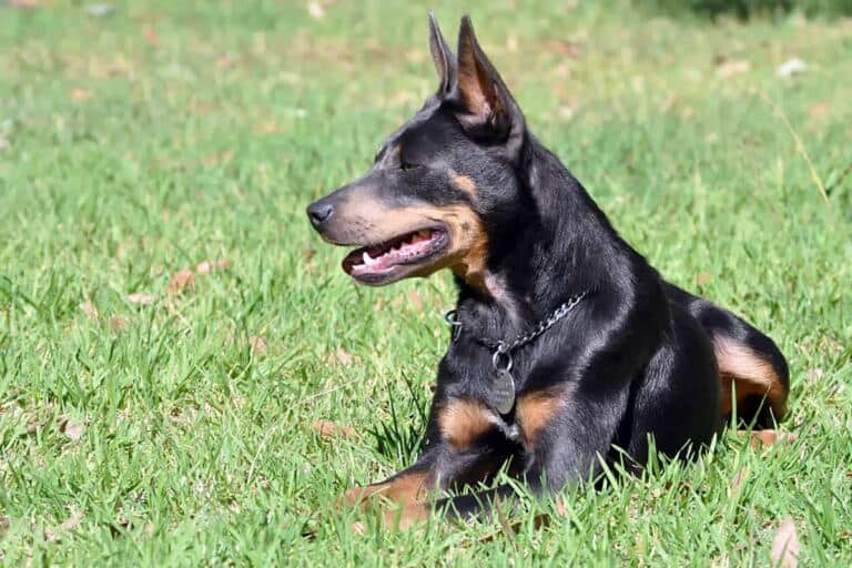 Australijski kelpie