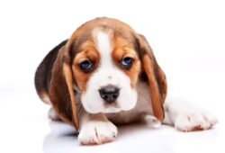 Beagle: Jak skutecznie szkolić tę przyjazną rasę psa