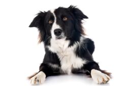 Border Collie: Majestatyczna rasa pasterska z niezrównanymi umiejętnościami