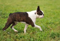 Boston Terrier: Fascynująca historia jednej z najbardziej popularnych ras psów