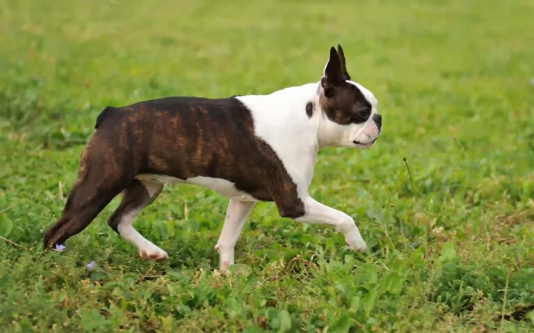Boston terrier