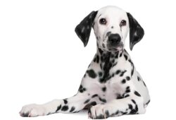 Dalmatyńczyk – piękna rasa, pełna energii