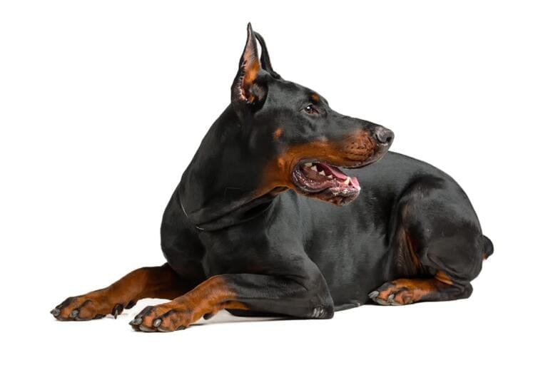 Doberman