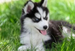 Historia husky syberyjskiego: od dawnych polowań po współczesne hodowle