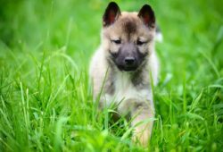 Łajka zachodniosyberyjska: wszechstronny i oddany pies myśliwski