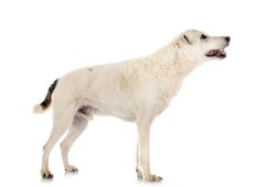 Parson Russell Terrier: Wszystko, co musisz wiedzieć o tej rasie psa