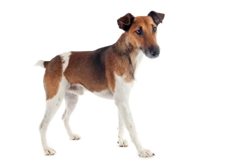 Smooth fox terrier