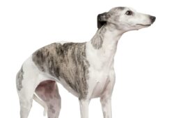 Whippet: zdrowie i dobrostan tej uroczej rasy psów