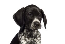 Wyżeł niemiecki krótkowłosy: Jak zadbać o pielęgnację tego uroczego pupila