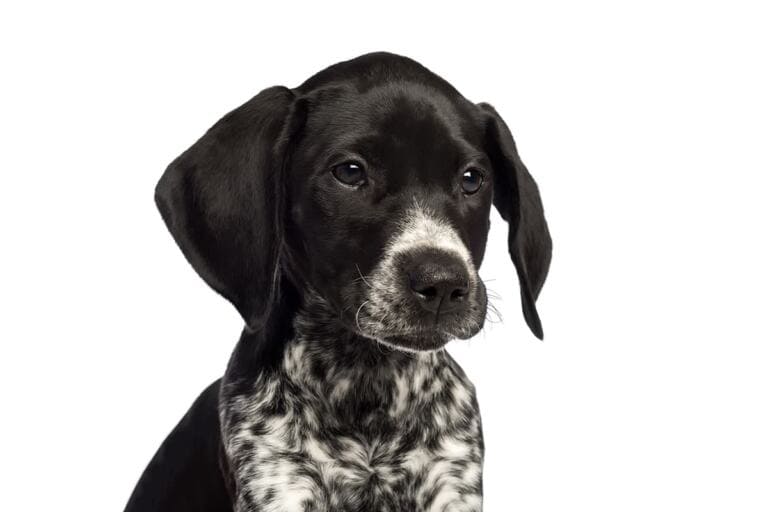 Wyżeł niemiecki krótkowłosy