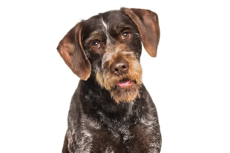 Wyżeł niemiecki szorstkowłosy