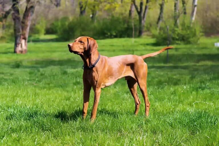 Wyżeł węgierski krótkowłosy