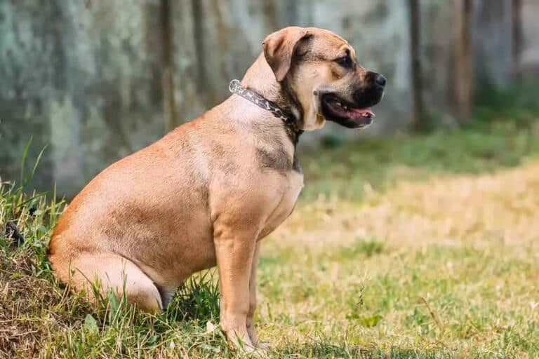 Dogo canario